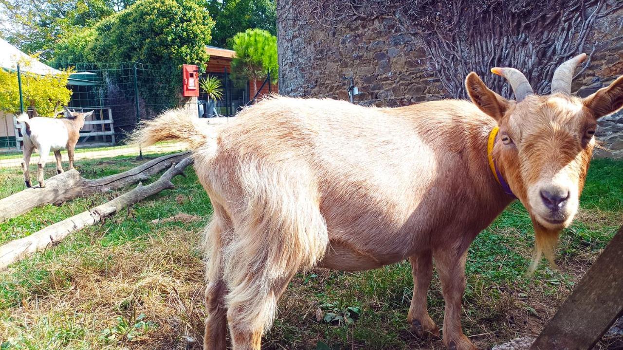 Glamping Terre & Mer Étables Εξωτερικό φωτογραφία